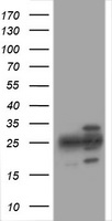 PSMA2 Antibody