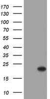 CRYAA Antibody