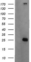 CMPK1 Antibody