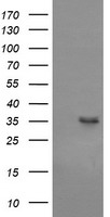 CD1C Antibody