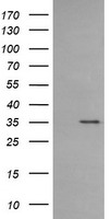 CD1C Antibody