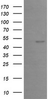 EGR2 Antibody