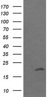UBE2G2 Antibody