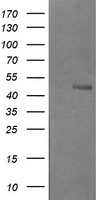 B3GNT2 Antibody
