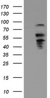 B3GNT2 Antibody