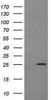 MRPS34 Antibody