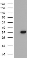 PLPBP Antibody