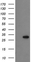 PLPBP Antibody