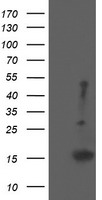 EIF5A2 Antibody