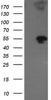 GORAB Antibody