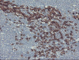 GORAB Antibody