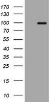 Amyloid Precursor Protein Antibody