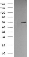 ERp57 Antibody