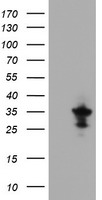 MPZL2 Antibody