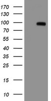 Amyloid Precursor Protein Antibody