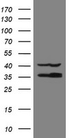 RFC2 Antibody