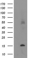 TMEM230 Antibody