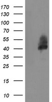 LRRC25 Antibody