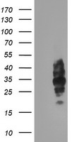 LRRC25 Antibody