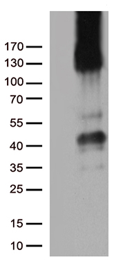 CD31 Antibody