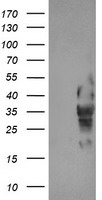 LRRC25 Antibody