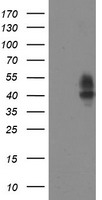 LRRC25 Antibody