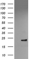 PFDN3 Antibody