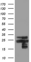 PFDN3 Antibody