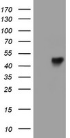 LRRC25 Antibody