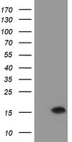 TMEM230 Antibody