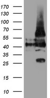 LRRC25 Antibody