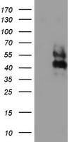 LRRC25 Antibody