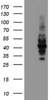 LRRC25 Antibody