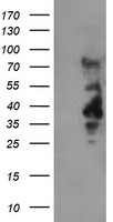 LRRC25 Antibody