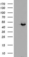 ADH7 Antibody