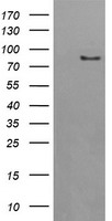 AFG3L2 Antibody