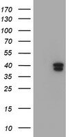 GIMAP4 Antibody