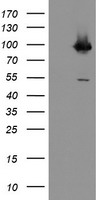 CD31 Antibody