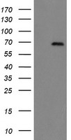 ACBD3 Antibody