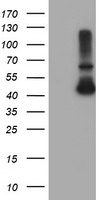 ADH7 Antibody