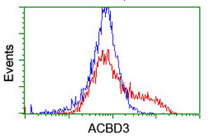 ACBD3 Antibody