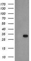 EXOSC3 Antibody