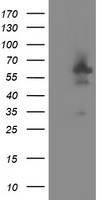 DOK7 Antibody