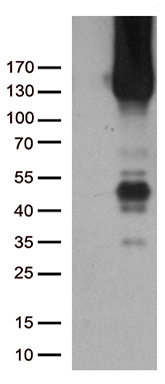 CD31 Antibody