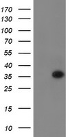 RYBP Antibody