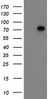 SCFD1 Antibody