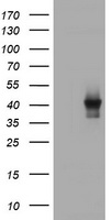 TBCC Antibody