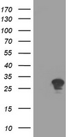 RYBP Antibody