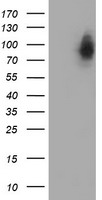 LRRC50 Antibody