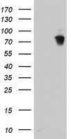 LRRC50 Antibody